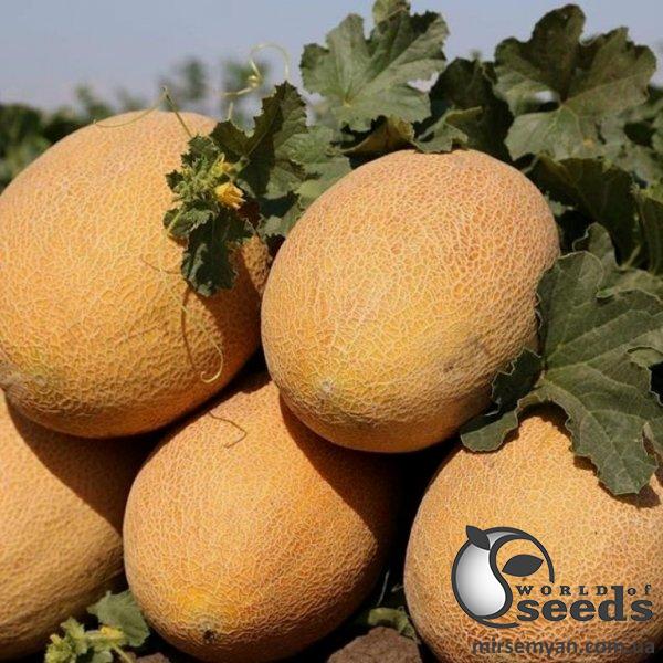 Дыня Кредо F1 5000 семян. (Clause) Дыня Кредо F1 5000 семян. (Clause)