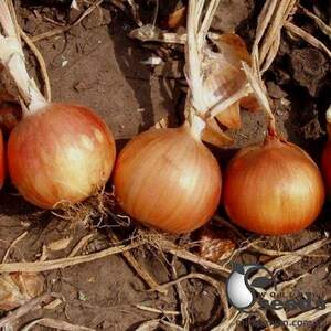 Лук Испаньол 0,5 гр. (Clause)