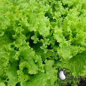 Салат КС 129 5 гр. (Kitano) Салат КС 129 5 гр. (Kitano)