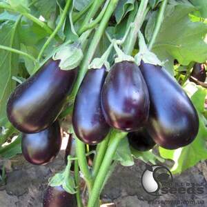 Баклажаны Прадо F1, 250 семян. (Kitano)