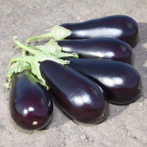 Баклажаны Прадо F1, 250 семян. (Kitano)