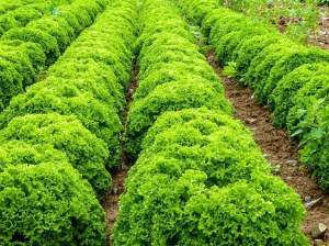 Салат Илема 1000 семян. (Enza Zaden)