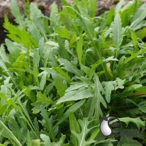 Рукола Грация/Grazia 10 000 семян. (Enza Zaden)