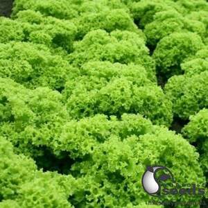 Салат Эстроза/Estrosa 10 гр. (Enza Zaden)