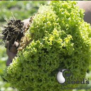 Салат Эстроза/Estrosa 10 гр. (Enza Zaden)