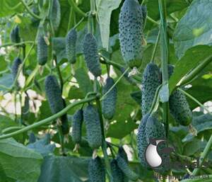 Огурец Дерия F1 Derya F1 1000 семян. (Enza Zaden)