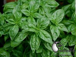 Базилик "Долли/Dolly" 250 г (Enza Zaden / Энза Заден)