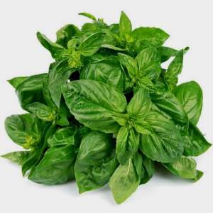 Базилик "Долли/Dolly" 250 г (Enza Zaden / Энза Заден)