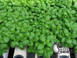 Базилик "Мариан / Marian" 50 г (Enza Zaden / Энза Заден)