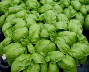 Базилик "Мариан / Marian" 50 г (Enza Zaden / Энза Заден)