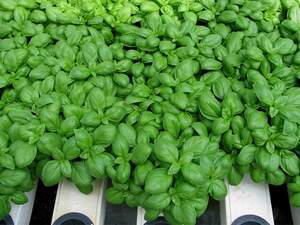 Базилик Мариан 250г Энза