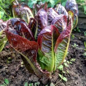 Салат Мунред 1000 семян. (Enza Zaden)