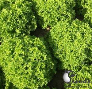 Салат Даби 1000 семян. (Enza Zaden)