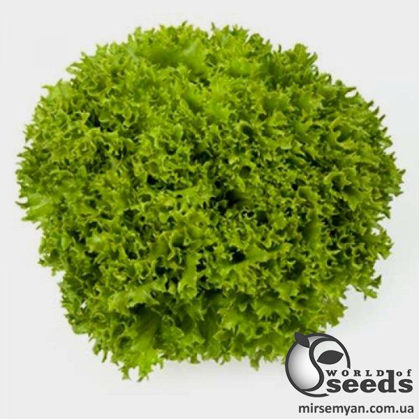 Салат Даби 1000 семян. (Enza Zaden) Салат Даби 1000 семян. (Enza Zaden)