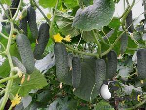 Огурец Гуннар F1/Gunnar F1 1 000 семян. (Enza Zaden)