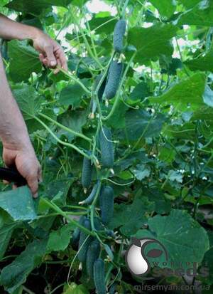 Огурец Гуннар F1/Gunnar F1 1 000 семян. (Enza Zaden)