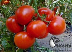 Томат Берберана F1/Berberana 1 000 семян. (Enza Zaden) Томат Берберана F1/Berberana 1 000 семян. (Enza Zaden)