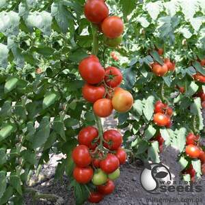 Помидоры Приос F1 100 семян.Эргон