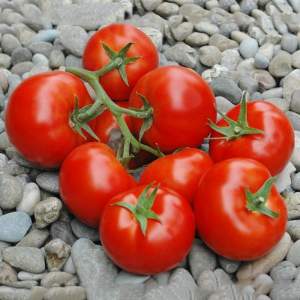Помидоры Приос F1 100 семян.Эргон