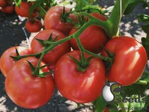 Помидоры Пинк Делайт F1 100 семян.Эргон