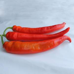 Перец ES 8716 F1 горький 100 семян.Эргон