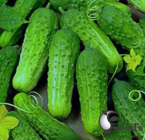 Огурец Каролина F1 1000 семян. (Lark Seeds)
