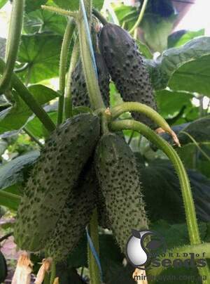Огурец Уникум F1 100 семян. (Lark Seeds)