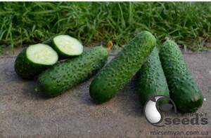 Огурец Уникум F1 100 семян. (Lark Seeds)