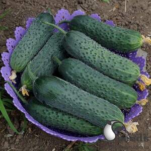 Огурец Уникум F1 1000 семян. (Lark Seeds)