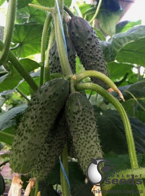 Огурец Уникум F1 1000 семян. (Lark Seeds) Огурец Уникум F1 1000 семян. (Lark Seeds)