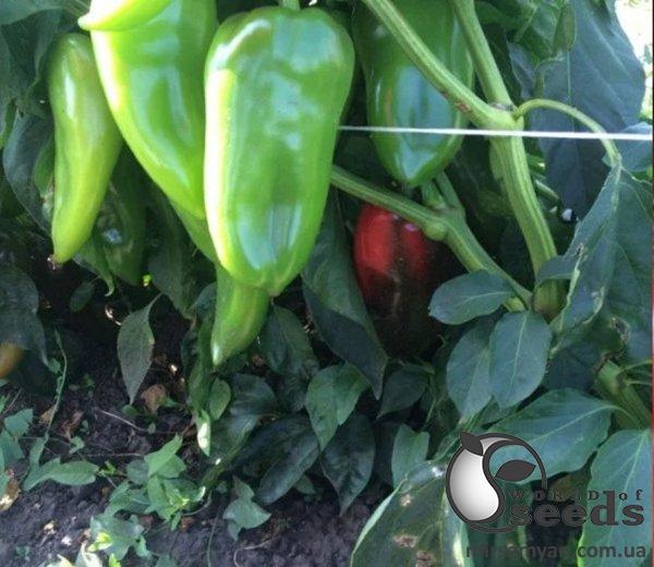 Семена перца Приз F1 500 семян. (Lark Seesd) Семена перца Приз F1 500 семян. (Lark Seesd)