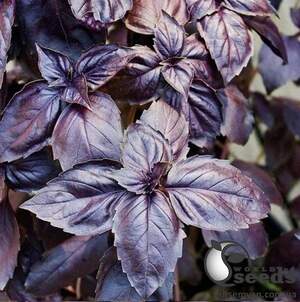 Базилик Виолет Кинг F1 50г (Lark Seeds)