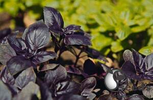 Базилик Виолет Кинг F1 500г (Lark Seeds)