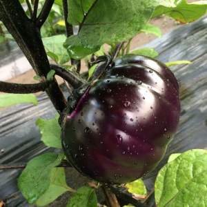 Баклажаны Джаз F1, 100 семян. (Lark Seesd)