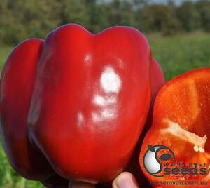 Перец 1601 F1 500 семян. (Lark Seeds)