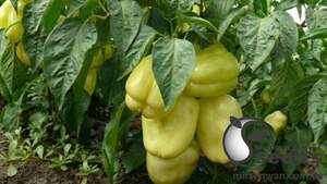 Перец Бриллиант F1 500 семян. (Lark Seeds)