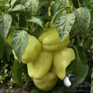 Перец Бриллиант F1 500 семян. (Lark Seeds) Перец Бриллиант F1 500 семян. (Lark Seeds)