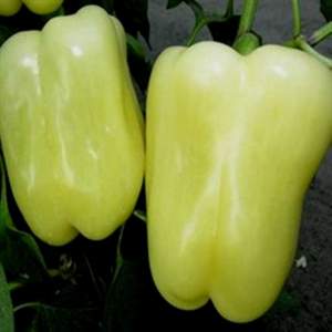 Перец Бриллиант F1 500 семян. (Lark Seeds)