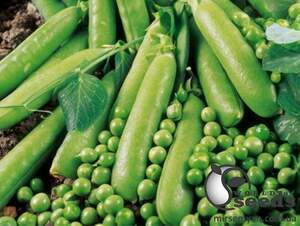 Горох Кингсайз F1 2 500 семян. (Lark Seesd)