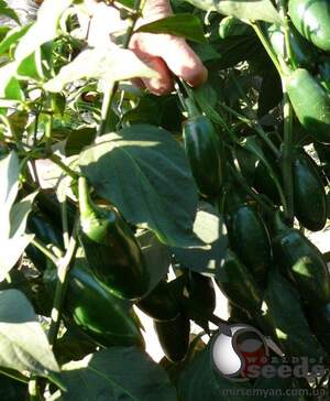 Перец 1851 F1 (острый) 500 семян. (Lark Seeds) Перец 1851 F1 (острый) 500 семян. (Lark Seeds)