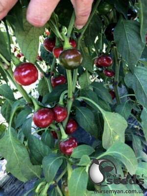 Перец Глобус F1 (острый) 500 семян. (Lark Seeds) Перец Глобус F1 (острый) 500 семян. (Lark Seeds)