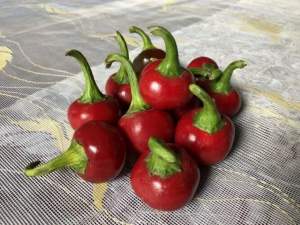 Перец Глобус F1 (острый) 500 семян. (Lark Seeds)