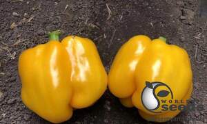 Перец Виват F1 500 семян. (Lark Seeds) Перец Виват F1 500 семян. (Lark Seeds)