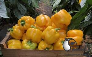 Перец Виват F1 500 семян. (Lark Seeds)