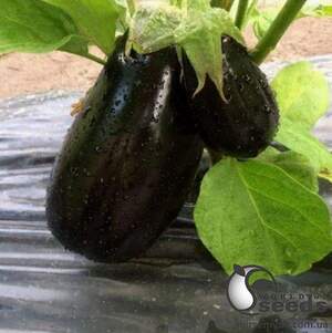 Баклажаны Модар F1 , 1000 семян. (Lark Seeds) Баклажаны Модар F1 , 1000 семян. (Lark Seeds)