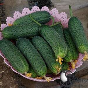 Огурец 14015 F1 100 семян. (Lark Seeds)