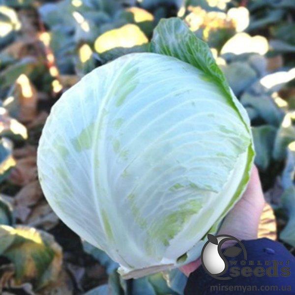 Капуста Алекса F1 2500 семян. SS Капуста Алекса F1 2500 семян. SS