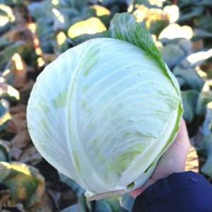 Капуста Алекса F1 2500 семян. SS