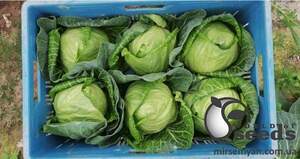 Капуста Беатрикс F1 2500 семян. (Joeun Seeds)s Капуста Беатрикс F1 2500 семян. (Joeun Seeds)s