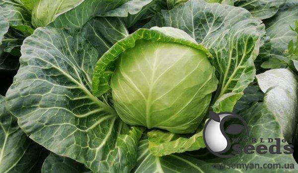 Капуста Беатрикс F1 2500 семян. (Joeun Seeds)s Капуста Беатрикс F1 2500 семян. (Joeun Seeds)s